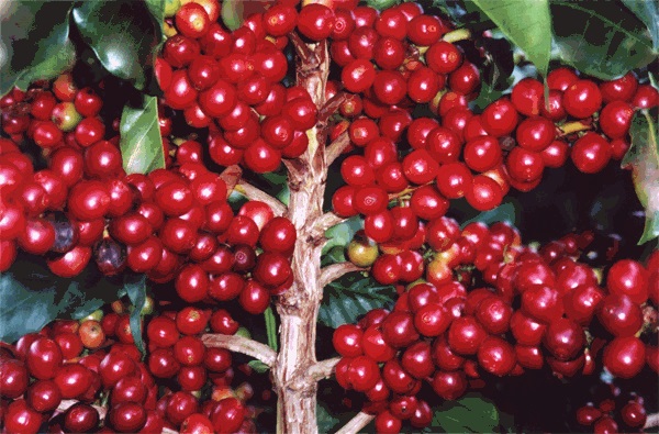 Giá cà phê hôm nay 21/9: Cao nhất 32.500 đồng/kg