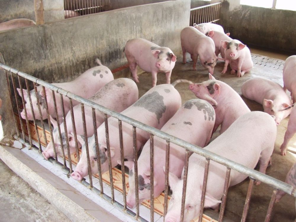 Giá lợn hơi ngày 22/9: Thị trường biến động trái chiều