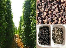 Giá tiêu hôm nay 22/9: Nhích nhẹ 500 đồng/kg