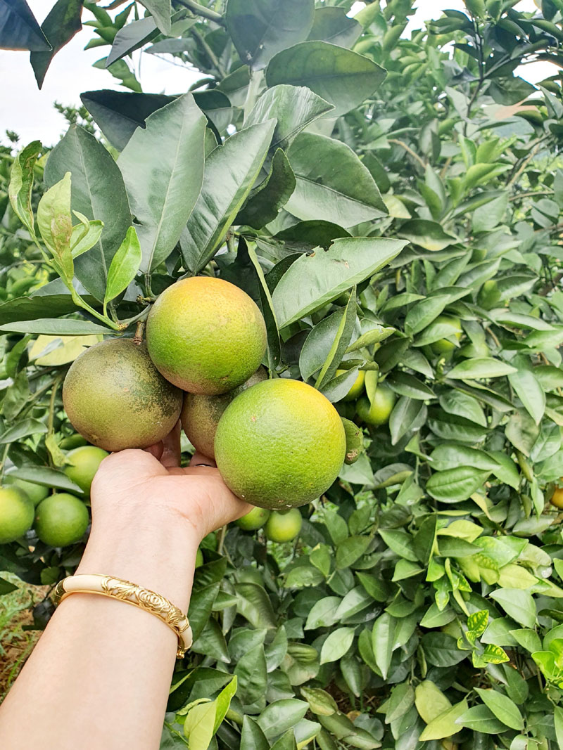 Cam Cao Phong - Thương hiệu nông sản chất lượng cao