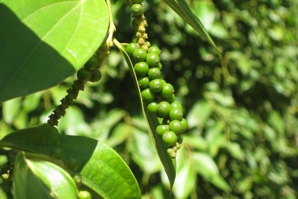 Giá tiêu ngày 26/9: Cao nhất 51.500 đồng/kg