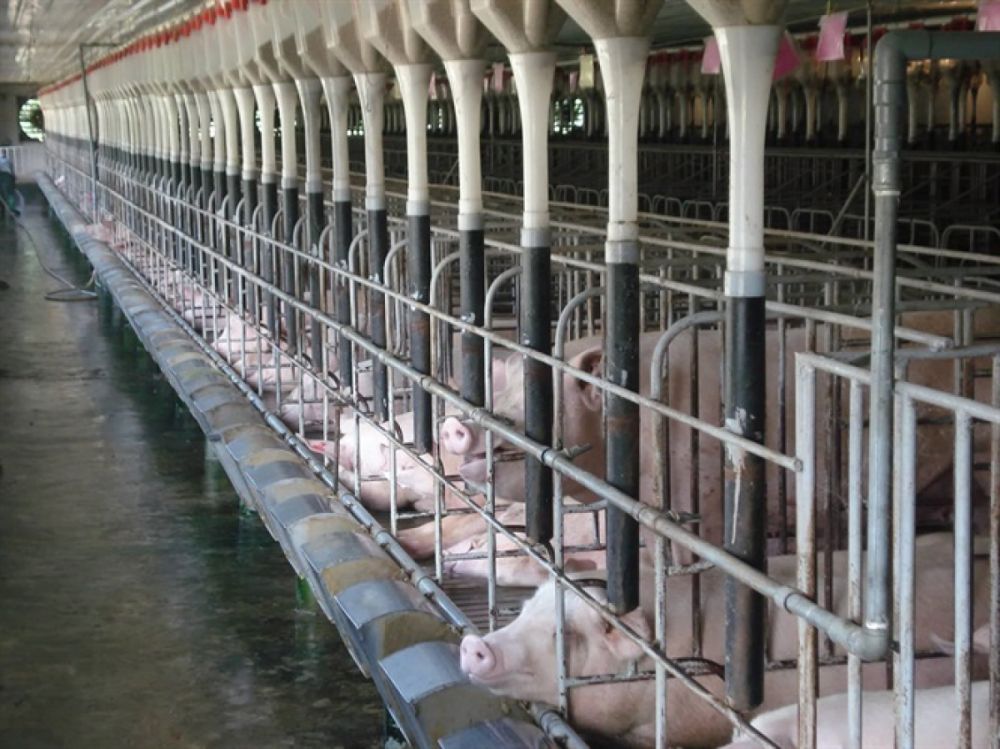 Giá lợn hơi ngày 27/9: Giảm sâu tới 7.000 đồng/kg
