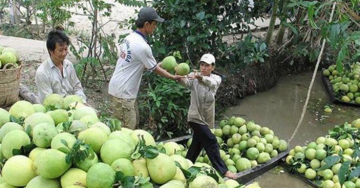 Cuối năm nay, bưởi da xanh Việt Nam đến Mỹ