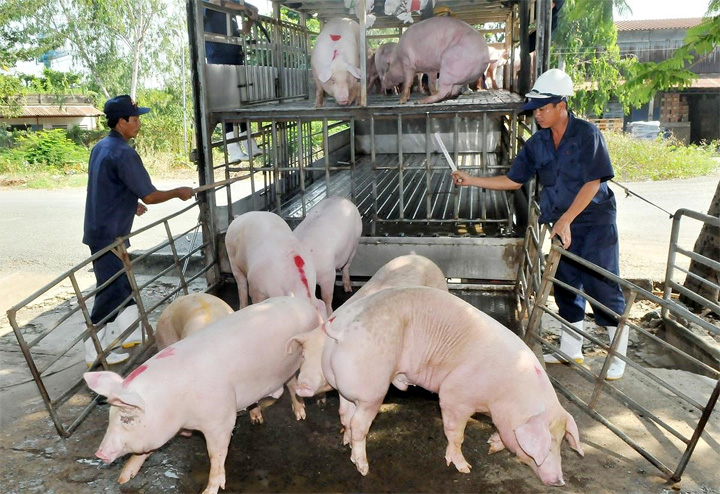 Giá lợn hơi ngày 28/9: Tăng trở lại