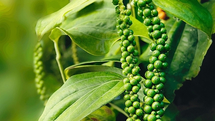 Giá tiêu hôm nay 28/9: Chờ lực đẩy mới
