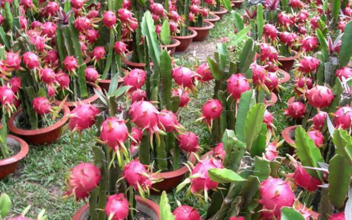 13 quốc gia, vùng lãnh thổ bảo hộ chỉ dẫn địa lý Thanh long Bình Thuận