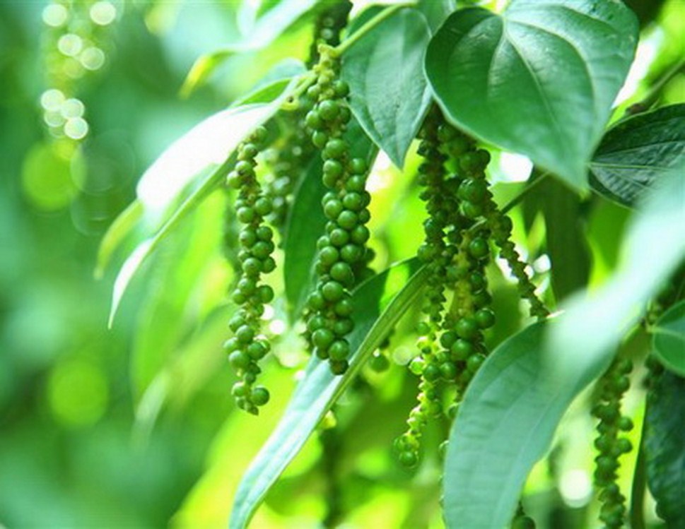 Giá tiêu ngày 2/10: Tăng nhẹ ở Đông Nam Bộ