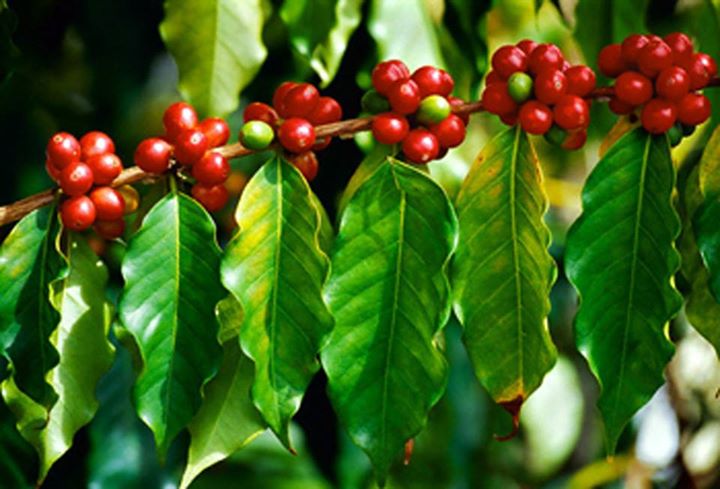 Giá cà phê ngày 3/10: Cao nhất 31.500 đồng/kg ở Đắk Lắk