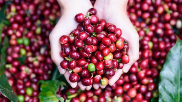 Giá cà phê ngày 4/10: Xu hướng tăng nhẹ