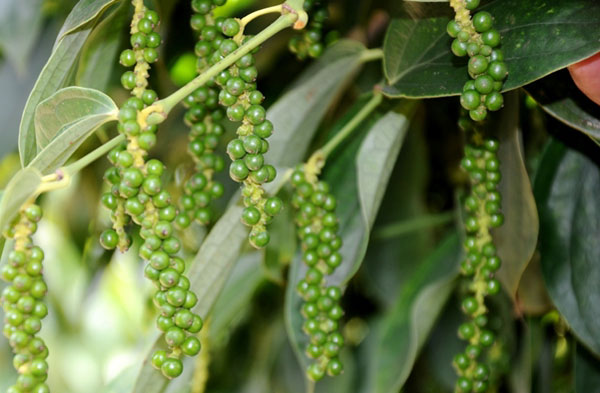 Giá tiêu ngày 4/10: Tăng giá ở Đông Nam Bộ
