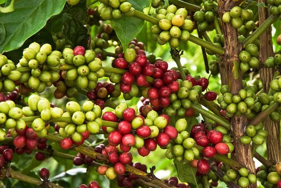 Giá cà phê ngày 5/10: Thị trường biến động mạnh