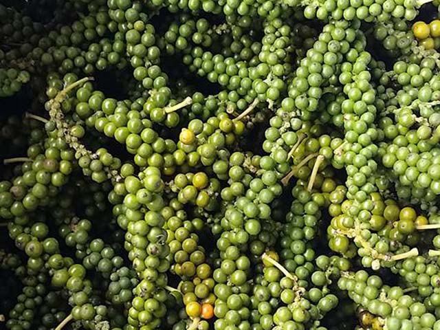 Giá tiêu ngày 5/10: Cao nhất 51.000 đồng/kg