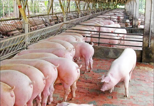 Giá lợn hơi ngày 6/10: Lùi về mốc 70.000 đồng/kg