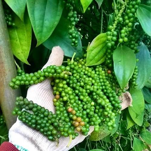 Giá tiêu ngày 6/10: Tăng nhẹ ở Tây Nguyên