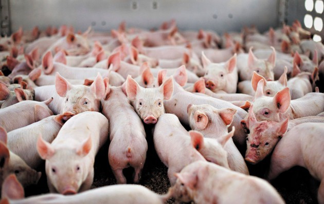 Giá lợn hơi ngày 7/10: Có nơi xuống tới 5.000 đồng/kg