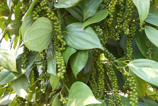 Giá tiêu ngày 7/10: Cao nhất 51.000 đồng/kg