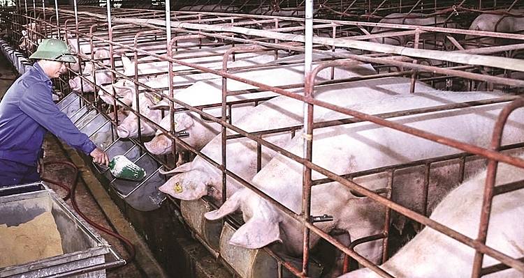 Giá lợn hơi ngày 8/10: Tiếp tục giảm