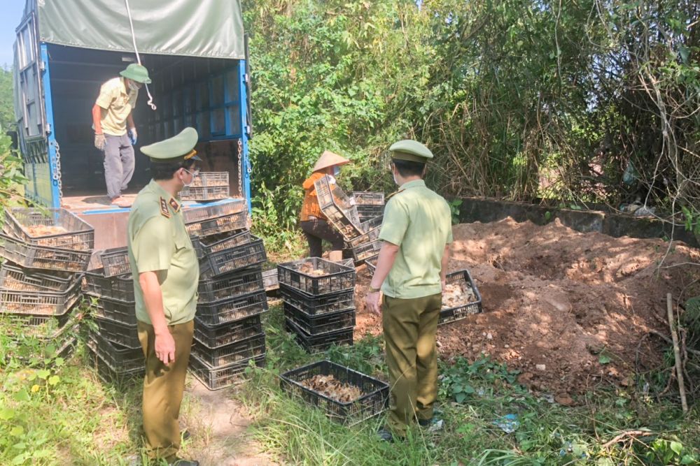 Quảng Ninh: Tiêu hủy 13.500 con gà giống nhập lậu