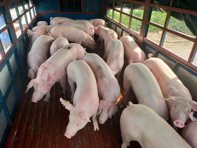 Giá lợn hơi ngày 9/10: Phá mốc 70.000 đồng/kg