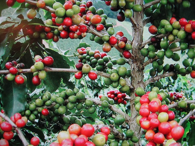Giá cà phê hôm nay 10/10: Cán mốc 32.000 đồng/kg
