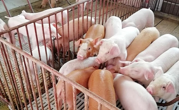 Giá lợn hơi ngày 11/10: Dao động trong khoảng 68.000 - 78.000 đồng/kg