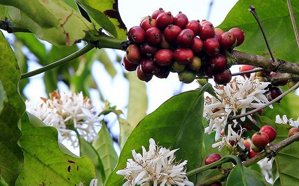 Giá cà phê ngày 12/10: Biến động nhẹ