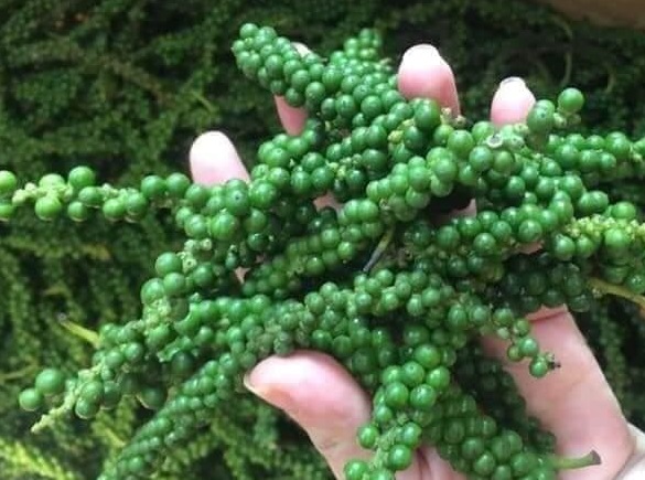 Giá tiêu ngày 12/10: Vẫn đi ngang