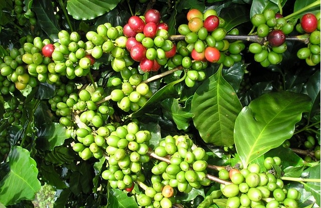 Giá cà phê ngày 13/10: Tiếp tục giảm