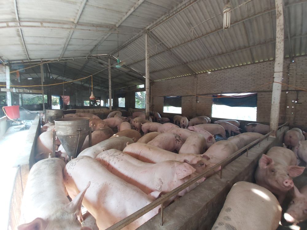 Giá lợn hơi ngày 13/10: Đồng loạt giảm mạnh trên cả nước