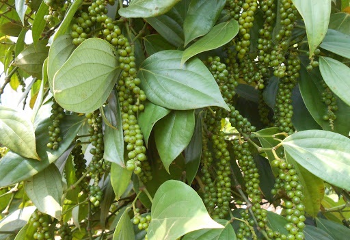 Giá tiêu ngày 13/10: Không biến động giá