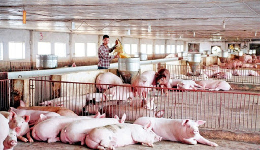 Giá lợn hơi ngày 14/10: Giảm về 65.000 đồng/kg
