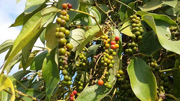 Giá tiêu ngày 14/10: Tăng nhẹ tại Đông Nam Bộ