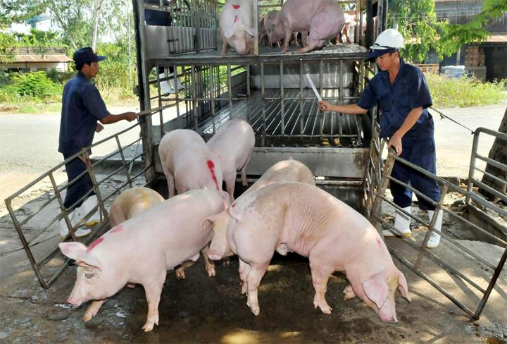 Giá lợn hơi ngày 16/10: Dao động trong khoảng từ 60.000 - 74.000 đồng/kg