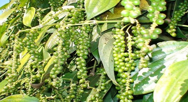 Giá tiêu ngày 17/10: Đi ngang