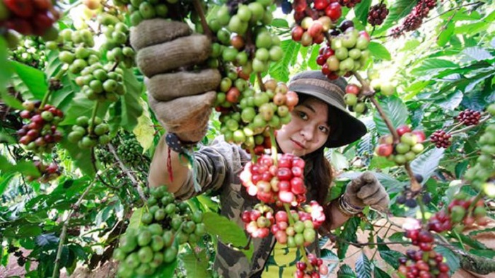 Giá cà phê ngày 18/10: Tăng 200 - 300 đồng/kg so với đầu tuần
