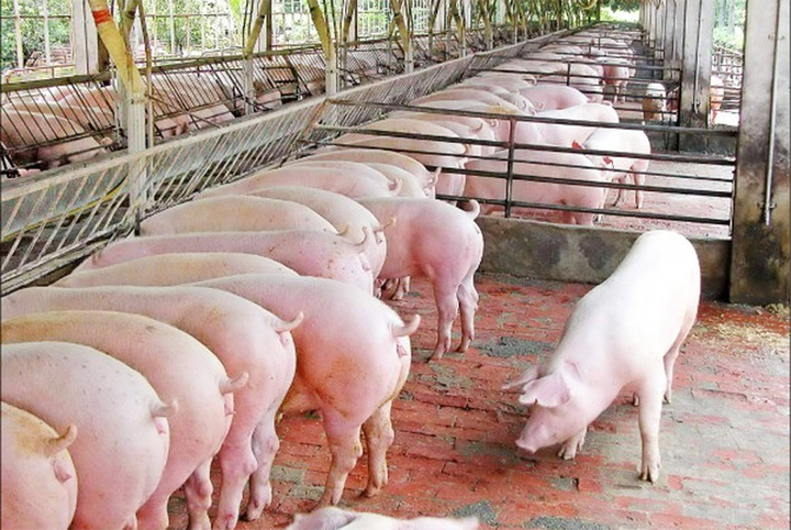 Giá lợn hơi ngày 18/10: Dao động từ 60.000 - 76.000 đồng/kg
