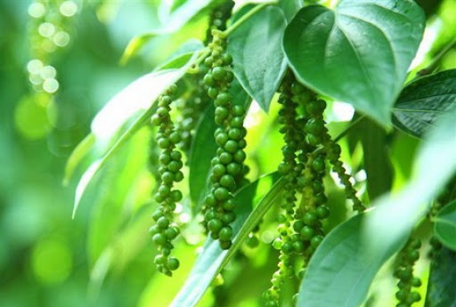 Giá tiêu ngày 18/10: Đông Nam Bộ tăng, Tây Nguyên ổn định