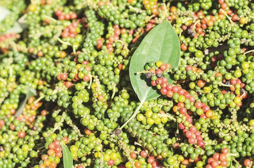 Giá tiêu ngày 19/10: Cao nhất 51.500 đồng/kg