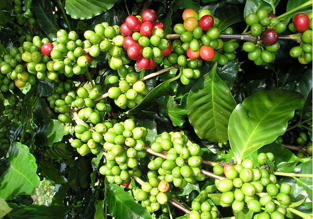Giá cà phê ngày 20/10: Tiếp tục tăng 100 - 200 đồng/kg