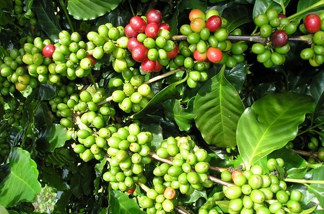 Giá cà phê ngày 22/10: Thấp nhất 31.000 đồng/kg