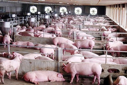 Giá lợn hơi ngày 22/10: Có nơi tăng 1.000 - 3.000 đồng/kg