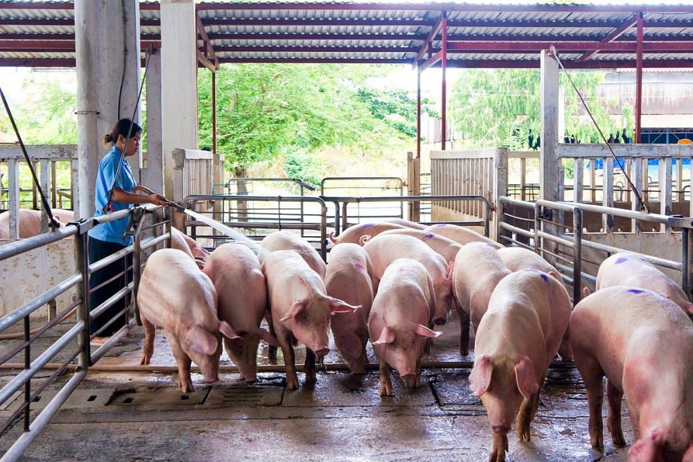 Giá lợn hơi ngày 23/10: Nhích nhẹ tại nhiều địa phương
