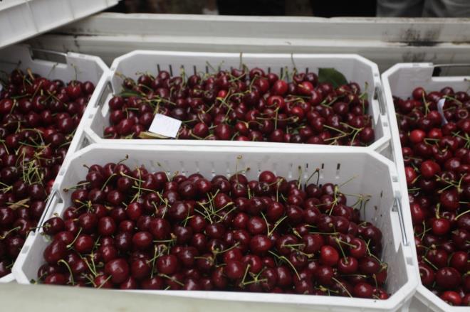 Anh đào Chile sắp xuất hiện tại Việt Nam
