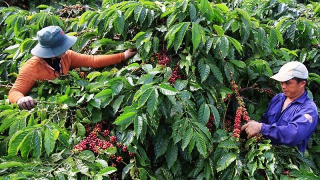 Giá cà phê ngày 24/10: Tiếp đà tăng
