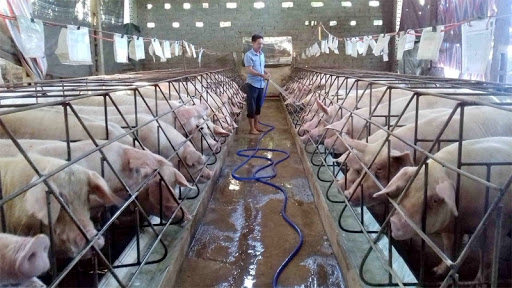 Giá lợn hơi ngày 24/10: Tiếp tục tăng, cao nhất 77.000 đồng/kg