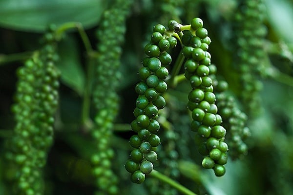 Giá tiêu ngày 24/10: Vượt mốc 54.000 đồng/kg