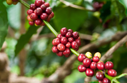 Giá cà phê ngày 29/10: Giảm trung bình 100 đồng/kg