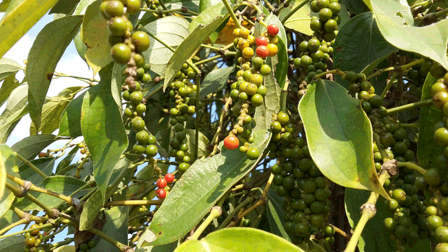 Giá tiêu ngày 30/10: Cán mốc 55.000 đồng/kg