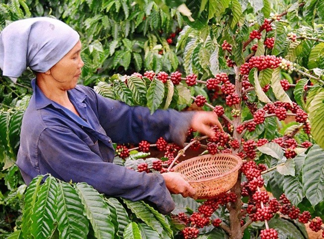 Giá cà phê ngày 1/11: Quanh ngưỡng 33.000 đồng/kg