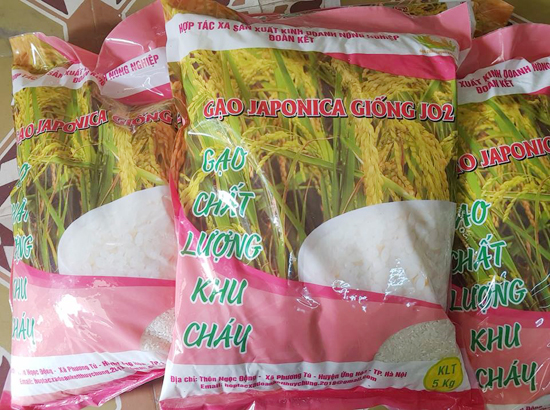 Hà Nội: Xây dựng thành công chuỗi lúa gạo chất lượng Khu Cháy